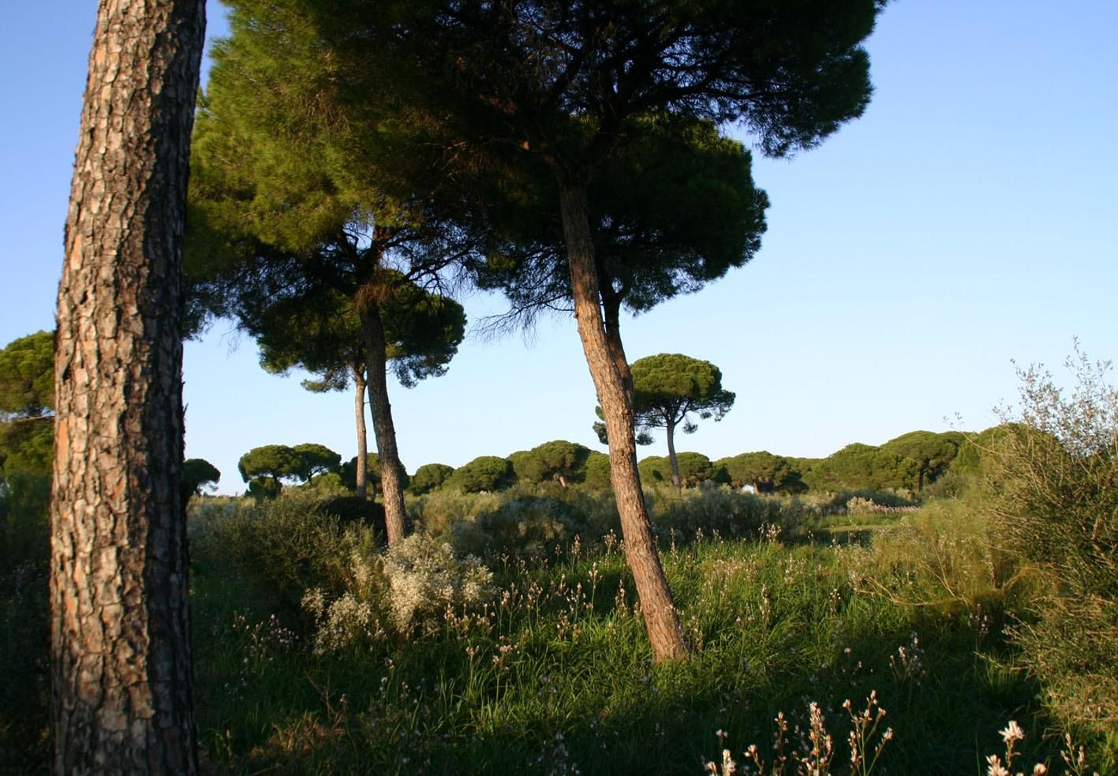 Una imagen del bosque de Rancho Linares. Una imagen del bosque de Rancho Linares.