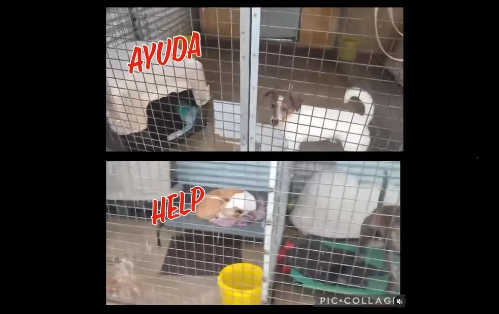 Animales en la perrera de Los Barrios con sus recintos parcialmente anegados.