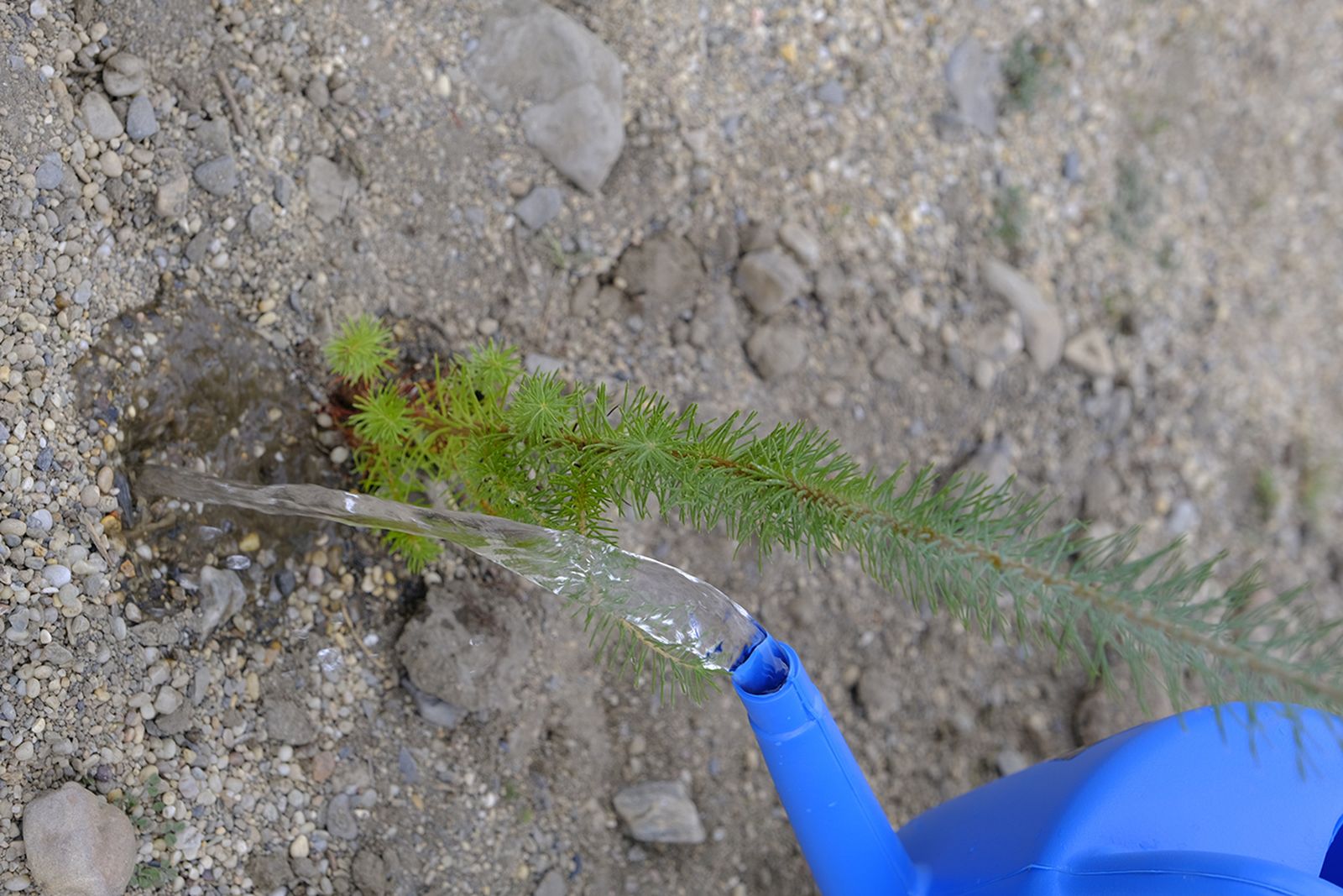 Plantación de árboles en el Parque del Andarax. Día de Andalucía.