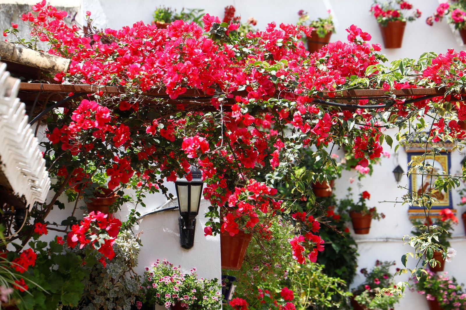 Un recorrido en imágenes por los patios de la ruta Regina-Realejo