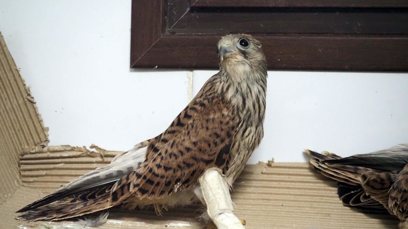 Primilla  al que se le ha intervenido por una fractura en la pata espera a que se le solidifique los huesos.