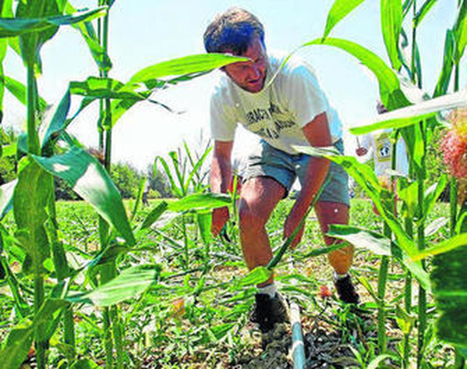 Un activista de Greenpeace arranca en Francia plantaciones de maíz transgénico.