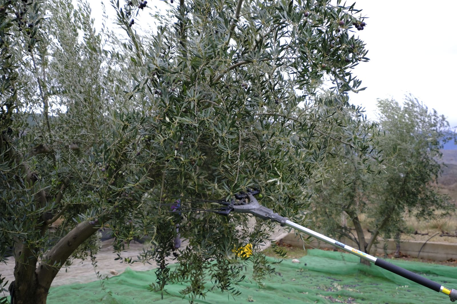 Fotogalería recolección aceituna en Abla. Almería