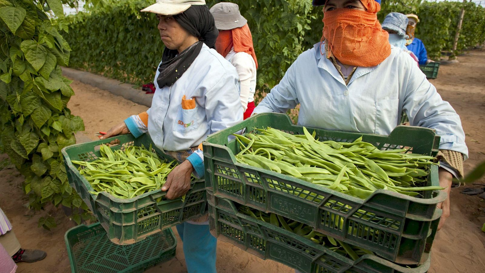 Invernadero de Marruecos.