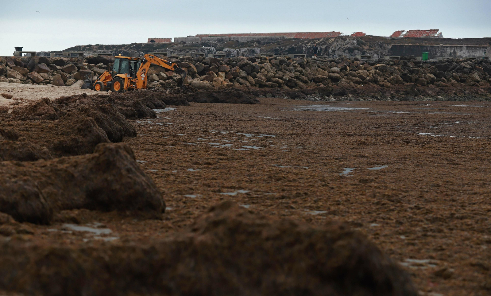 La playa de Los Lances, en Tarifa, cubierta por el alga invasora, el pasado lunes