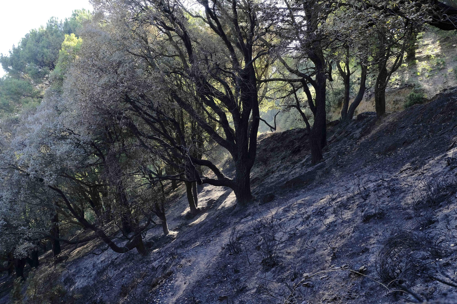 Las fotos del tercer día del incendio en Sierra Bermeja