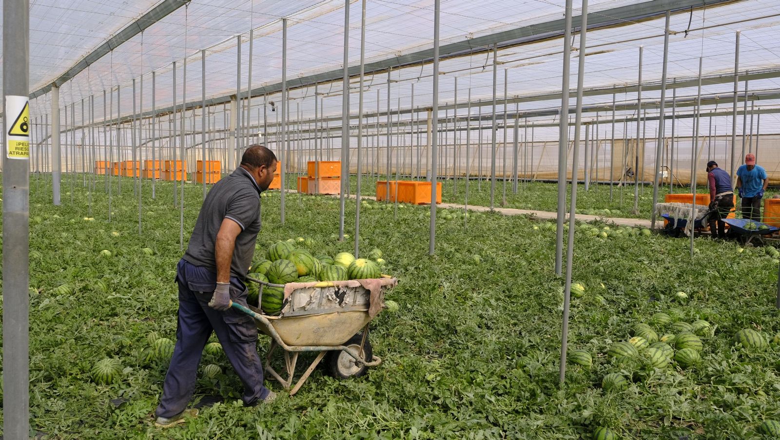 Imágenes de las primeras sandías que salen de Almería esta campaña