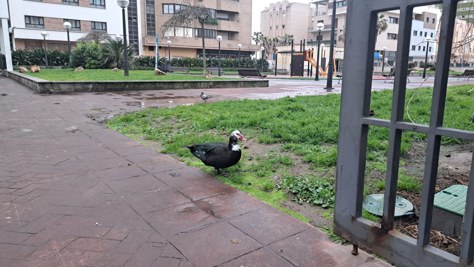 El ejemplar de palmípedo en el insólito lugar que ha elegido para vivir.