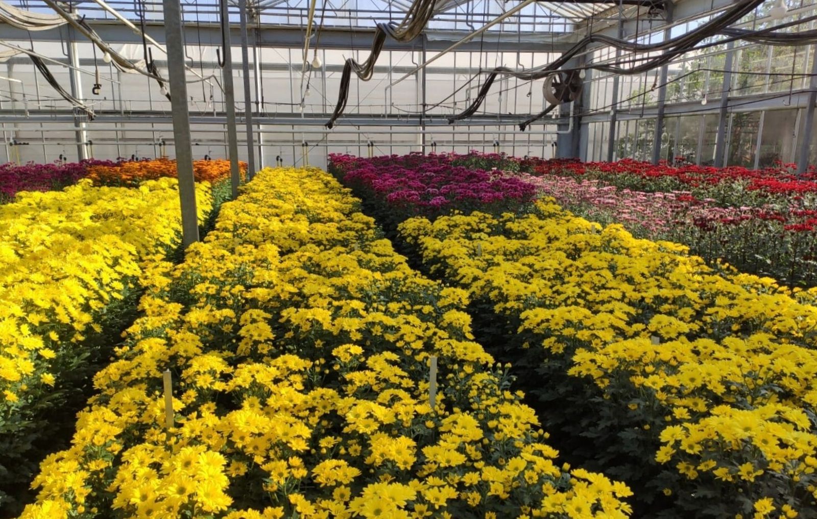 La flor cortada salva la exigua campaña de Semana Santa