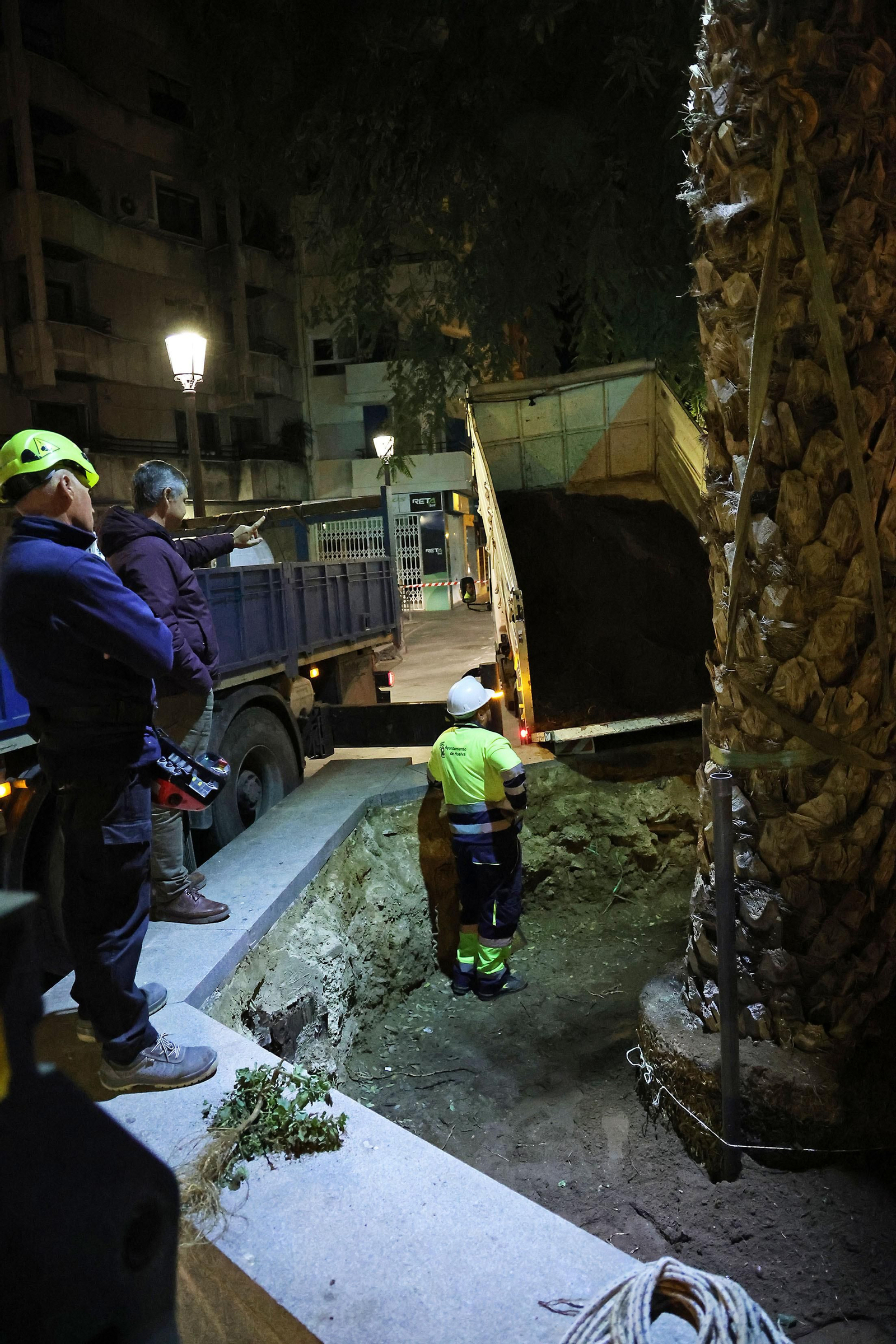 Las mejores imágenes de la plantación de la nueva palmera de Huelvaga