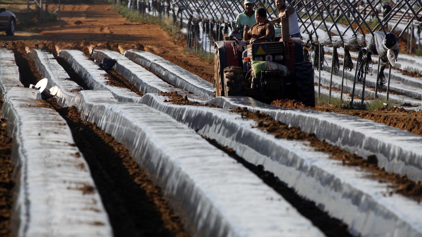 Acondicionamiento del campo para la plantación de fresa en una finca onubense.