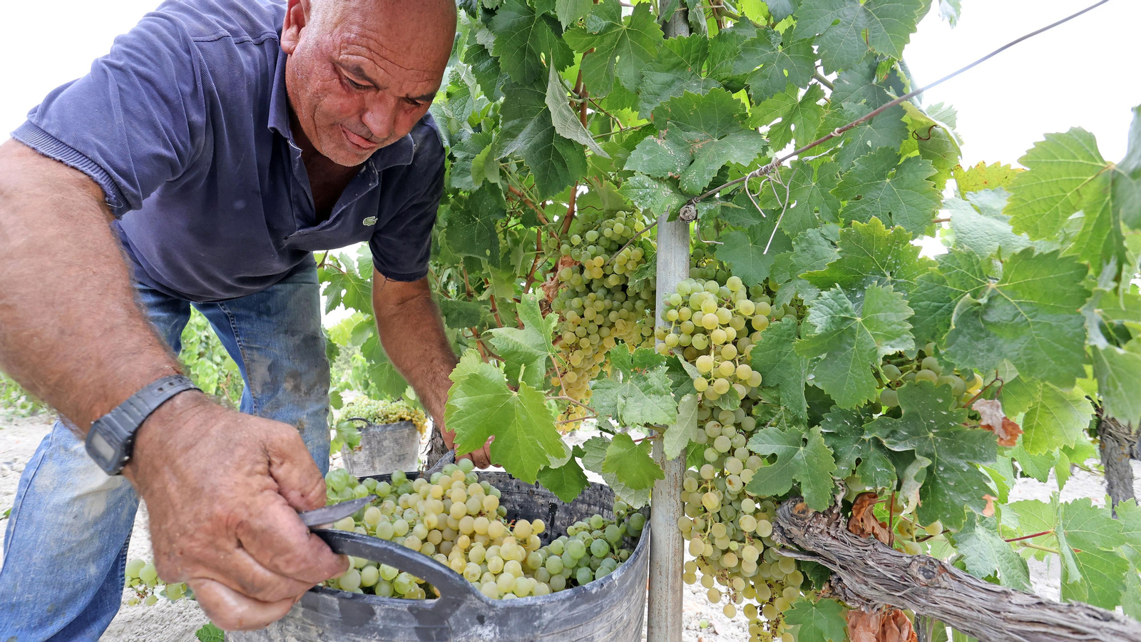 Vendimia a mano en Viña el Candelero en Jerez