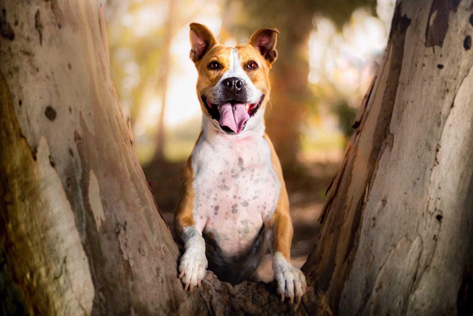 Álbum de las mascotas fotografiadas por 'El fotógrafo de mascotas'