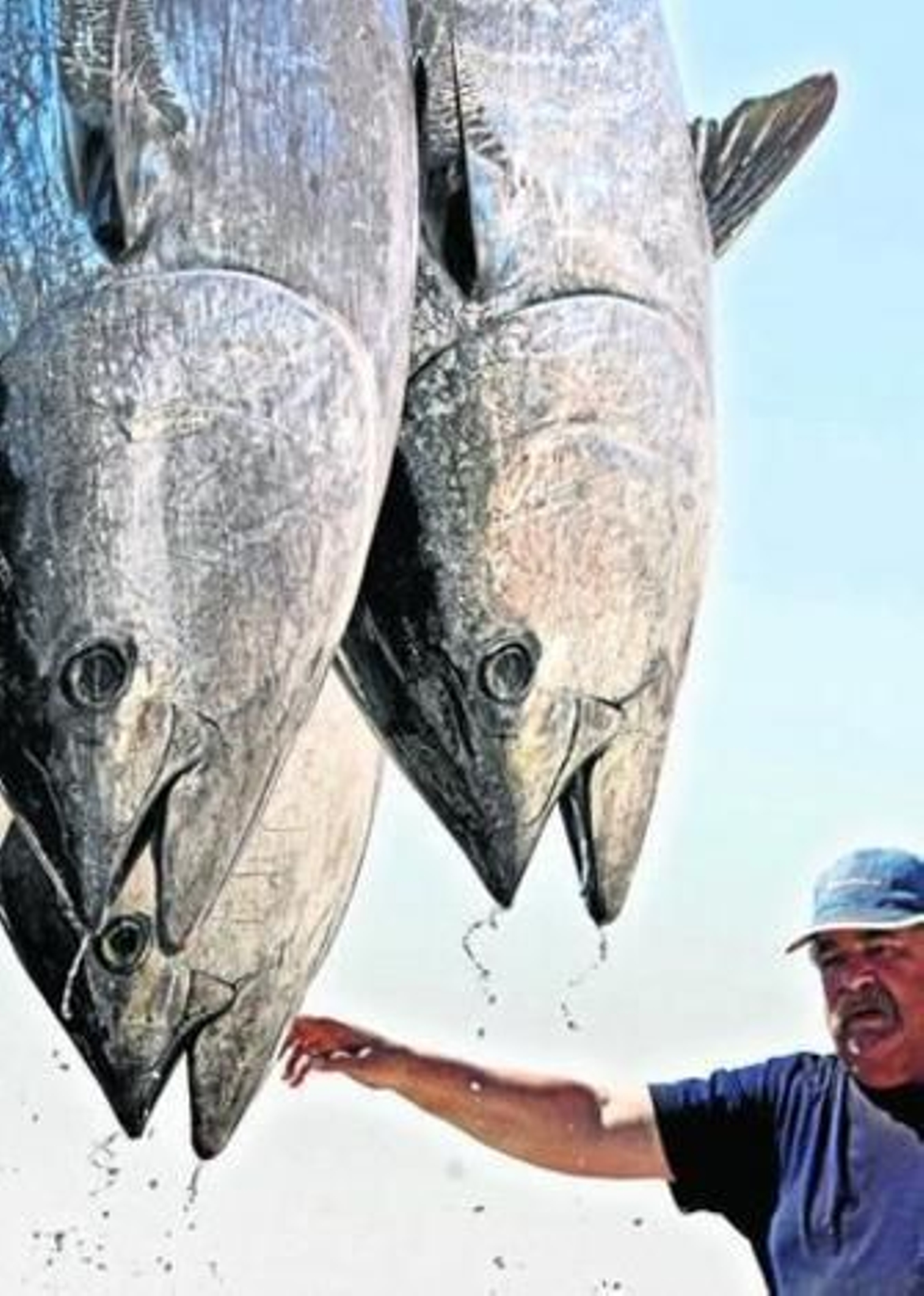 Varios ejemplares de atún rojo salvaje de almadraba tras ser capturados en una 'levantá'.