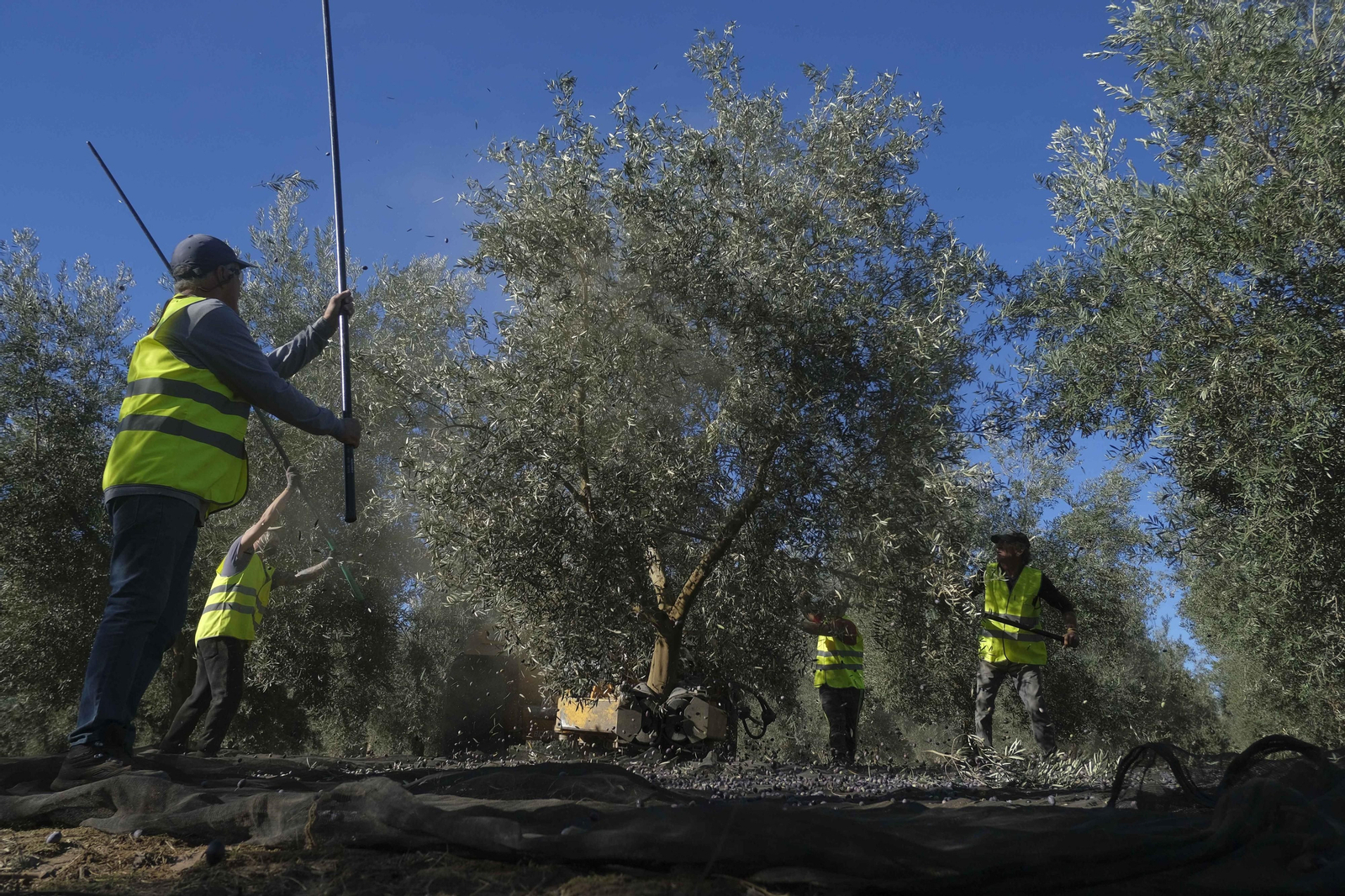 Recogida de la aceituna en una finca de Antequera Recogida de la aceituna en una finca de Antequera