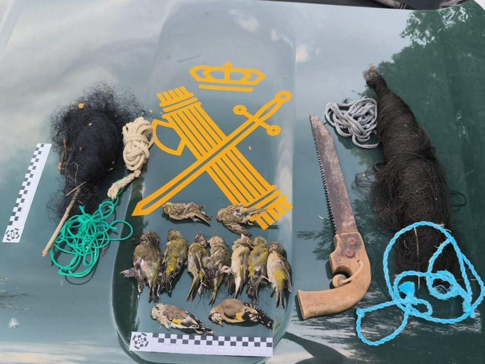 Aves muertas descubiertas por la Guardia Civil.