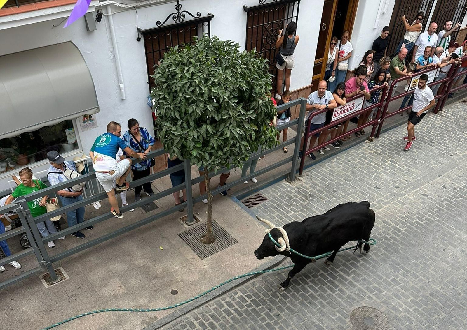 Carcabuey vuelve a disfrutar con su toro de cuerda, en imágenes
