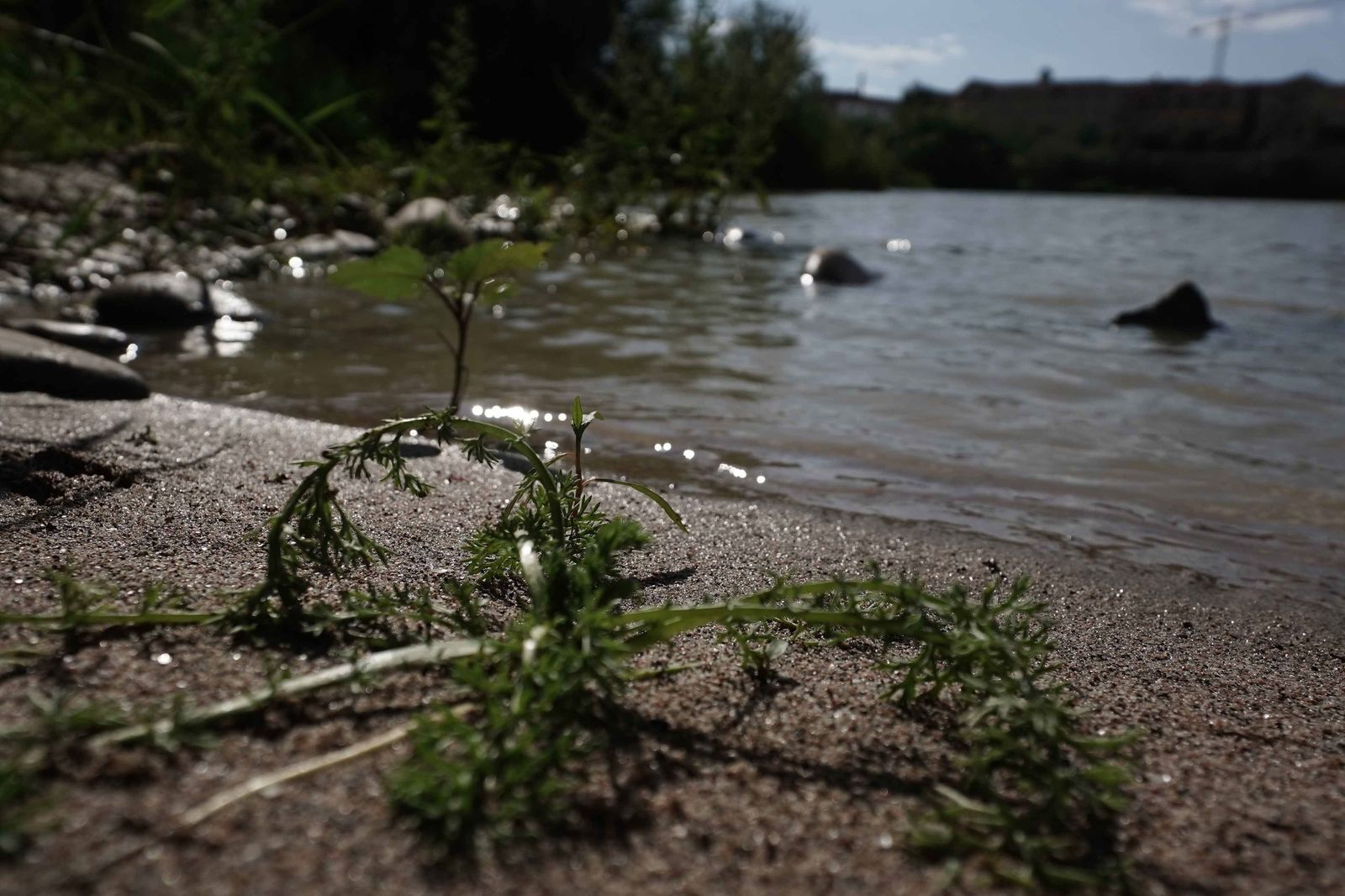 Algas naturales invaden el Guadalquivir a su paso por Córdoba.