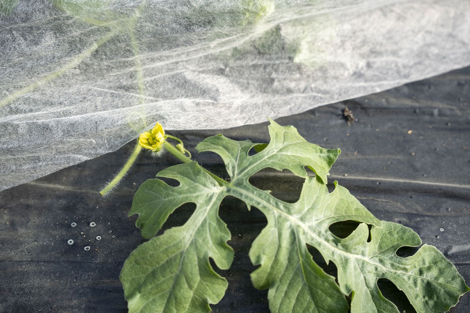 La primavera se planta en invierno entre sandías y tomates almerienses