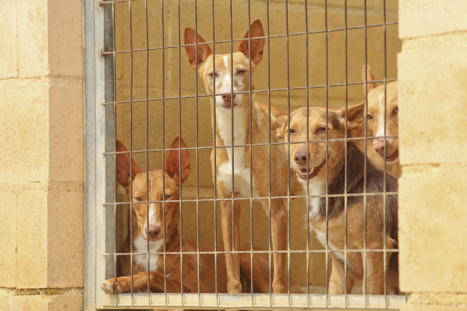 Las fotos de los animales de la Protectora de Málaga Las fotos de los animales de la Protectora de Málaga