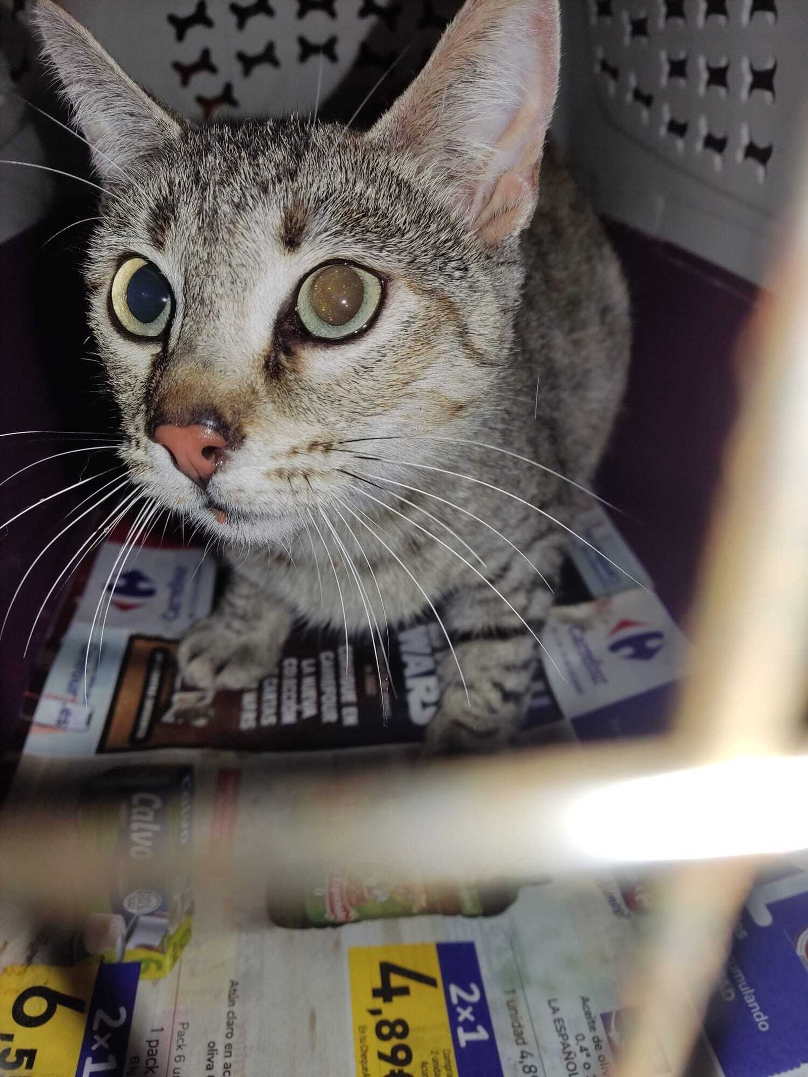 La gata Milagros, dentro de un transportín para ser trasladada a  la clínica veterinaria