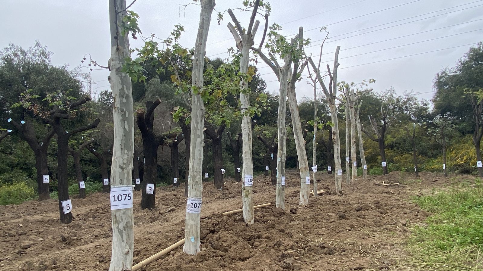 Otra imagen de los árboles de Nervión en la depuradora de Tablada