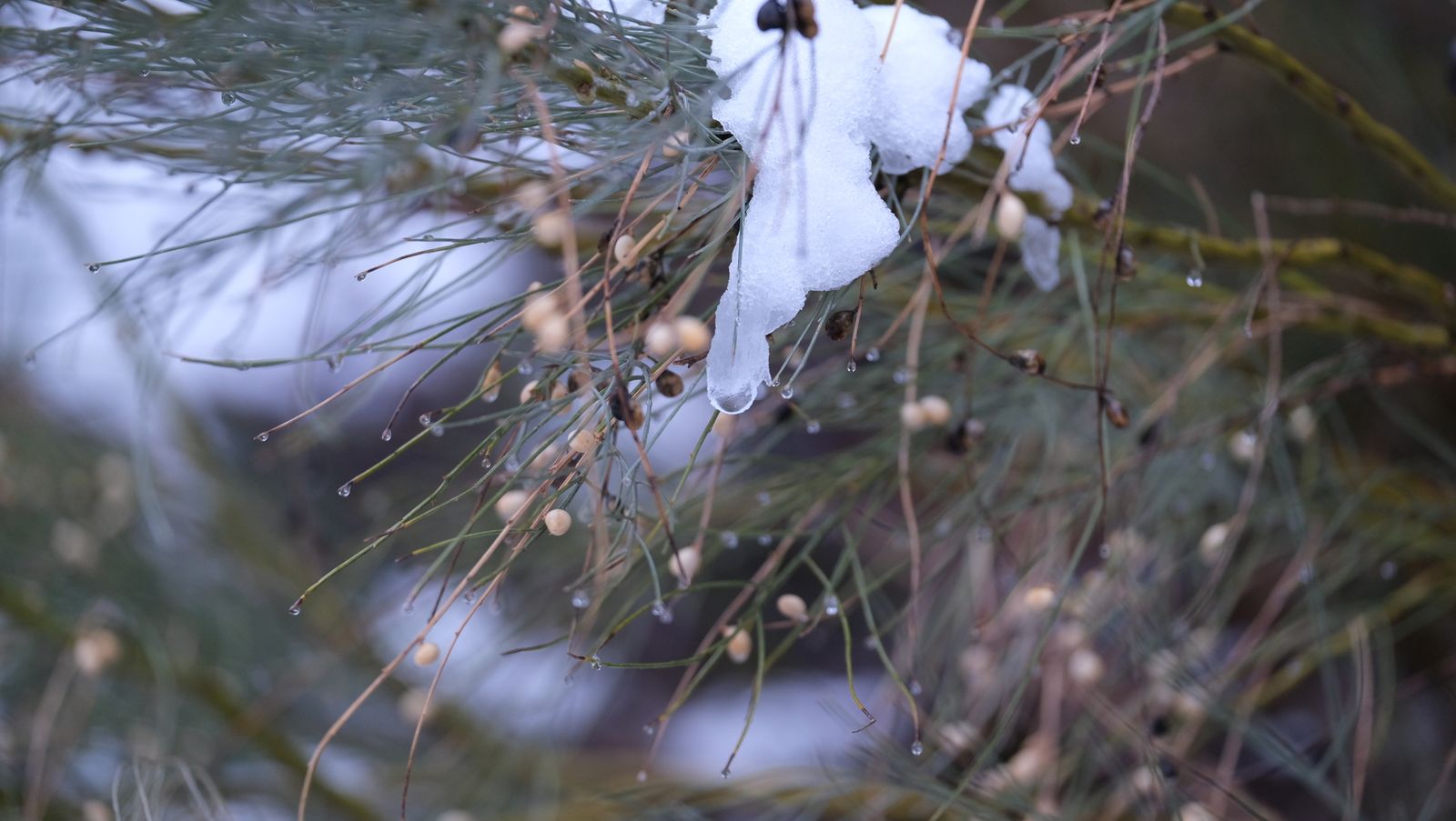 Fotogalería nevada en la Provincia de Almería
