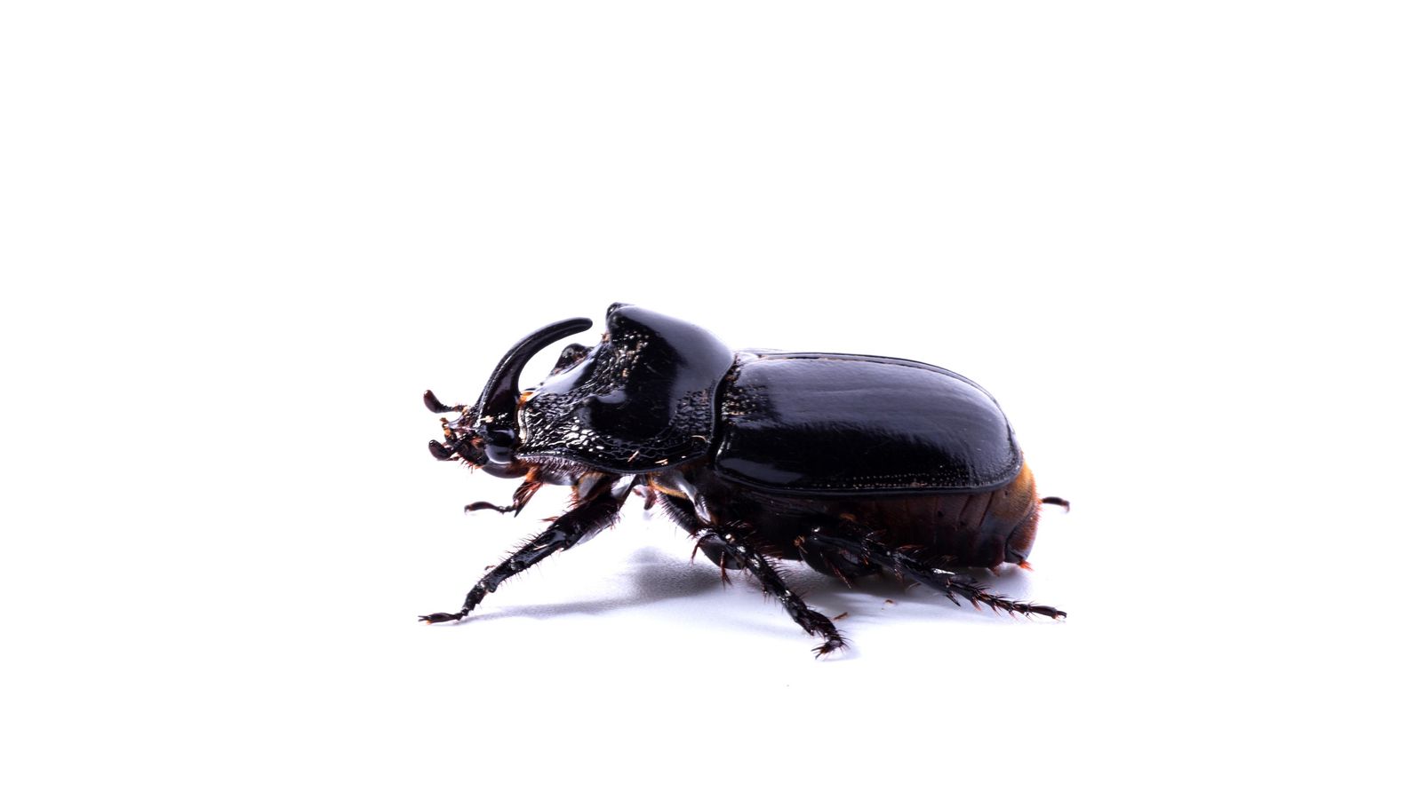 Escarabajo