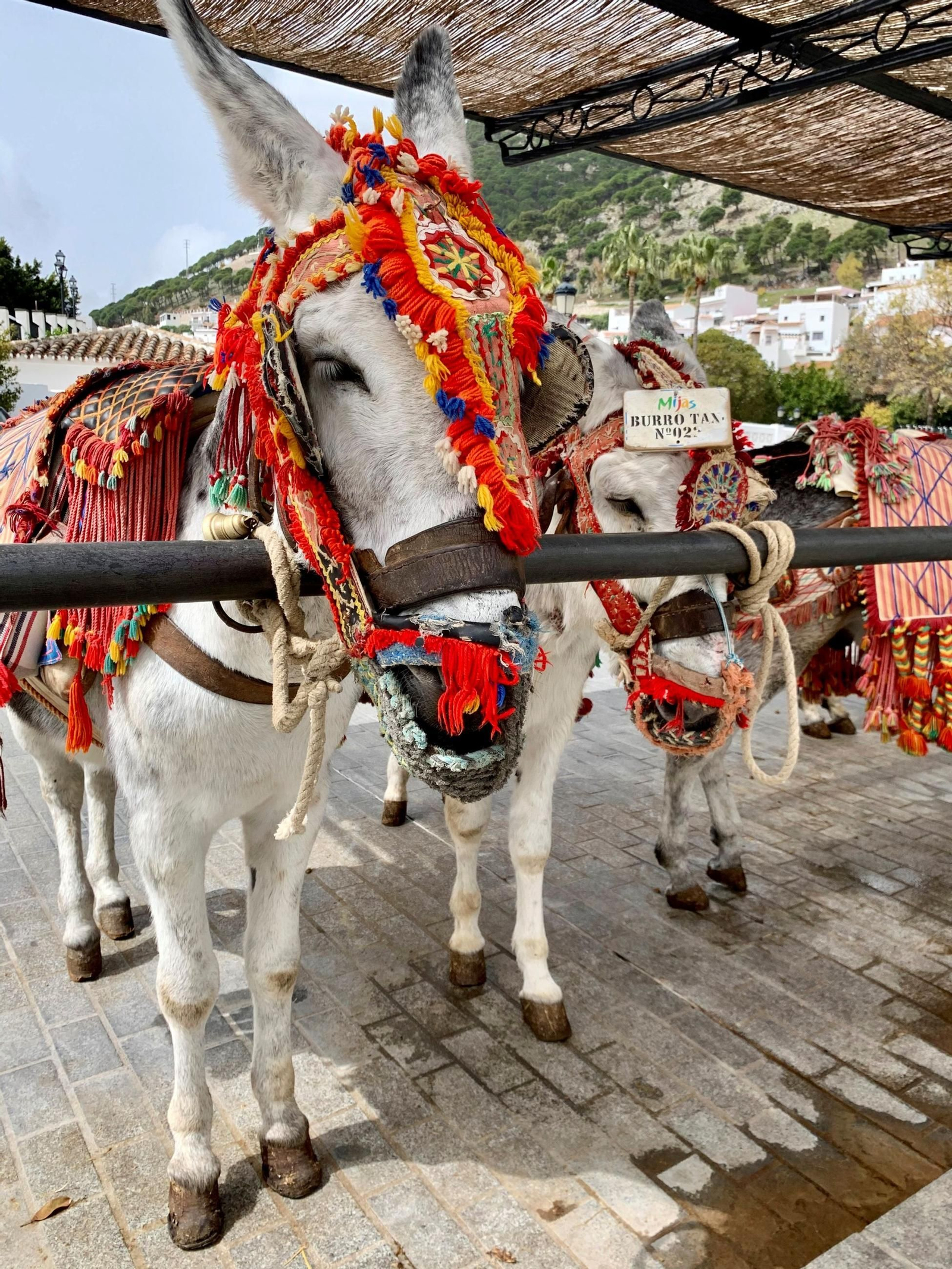 Mijas reduce el servicio de burro-taxis en situaciones de aviso meteorológico Mijas reduce el servicio de burro-taxis en situaciones de aviso meteorológico