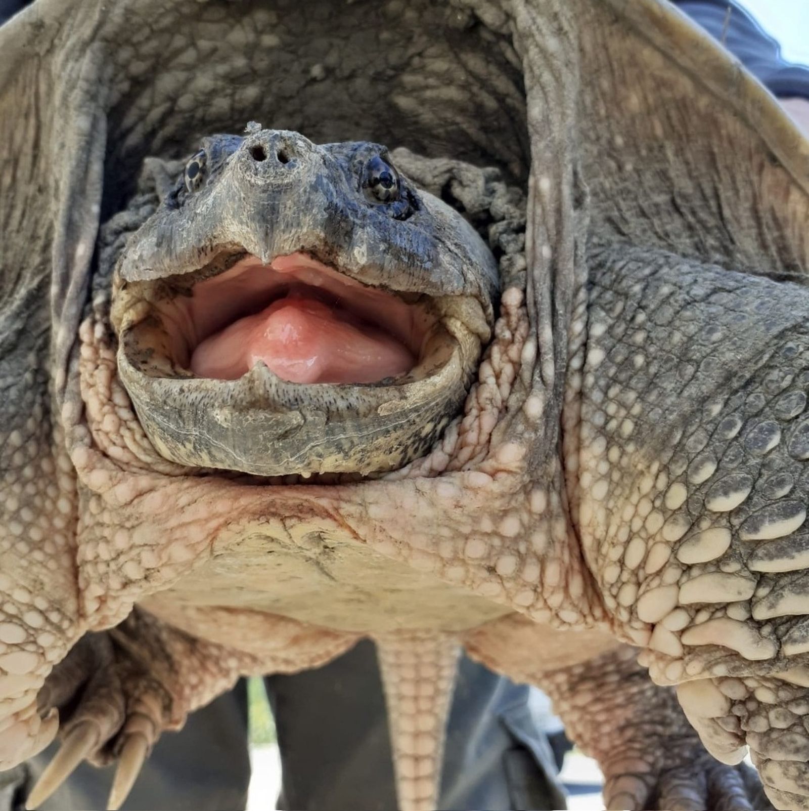 Agentes de Medio Ambiente apartan una tortuga mordedora en El Portil por suponer una amenaza
