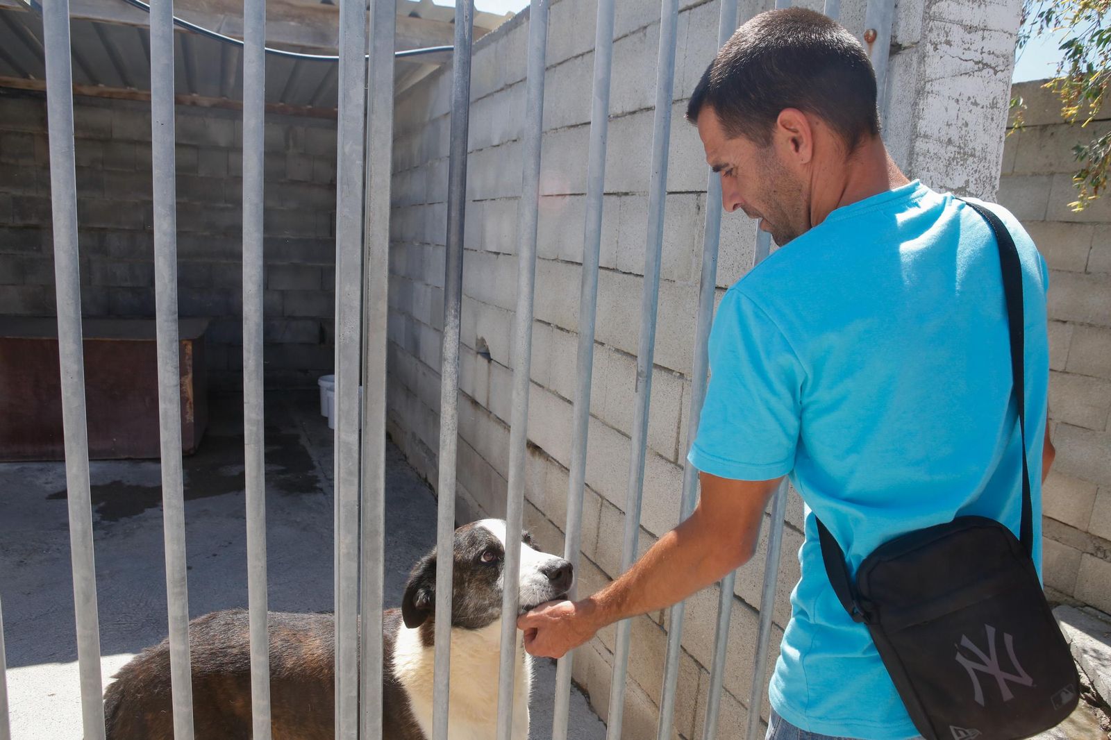 Las fotos de la protectora de animales de La Línea El gato andaluz