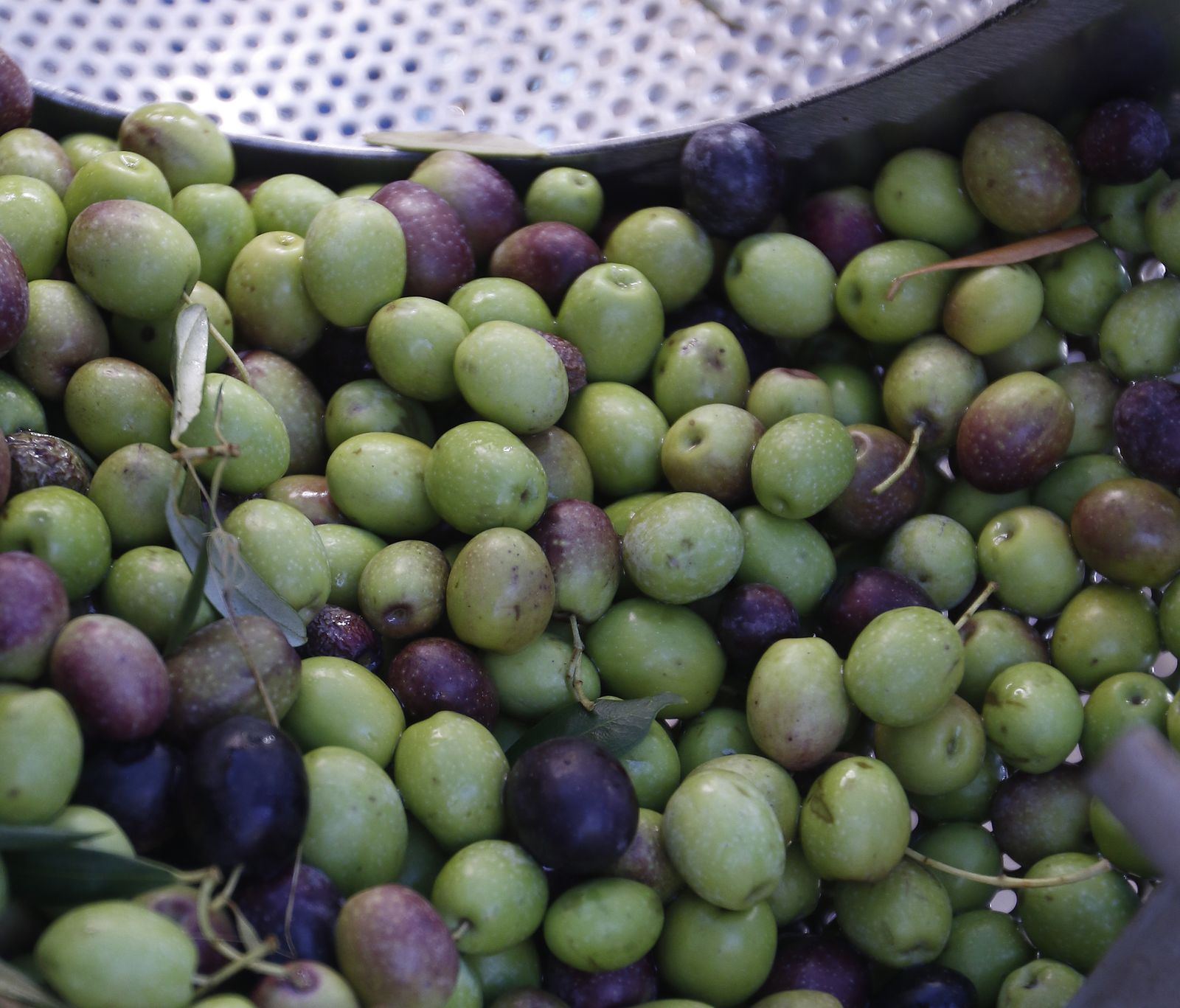 Reportaje sobre el aceite de oliva