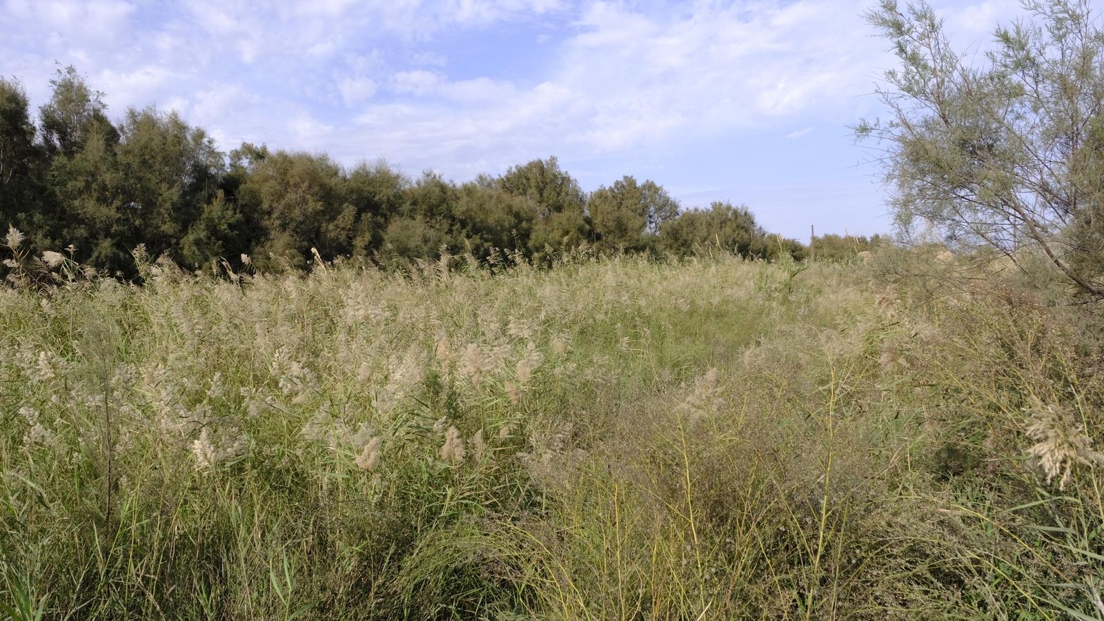 La Junta afirma que la rambla de El Charco está en "la mejor situación de su historia".