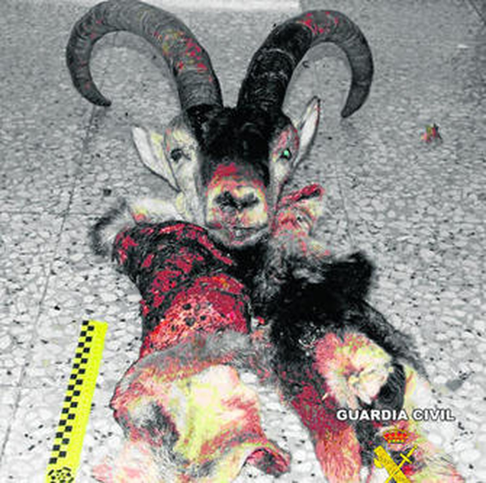 La cabeza de uno de los machos de cabra montés.