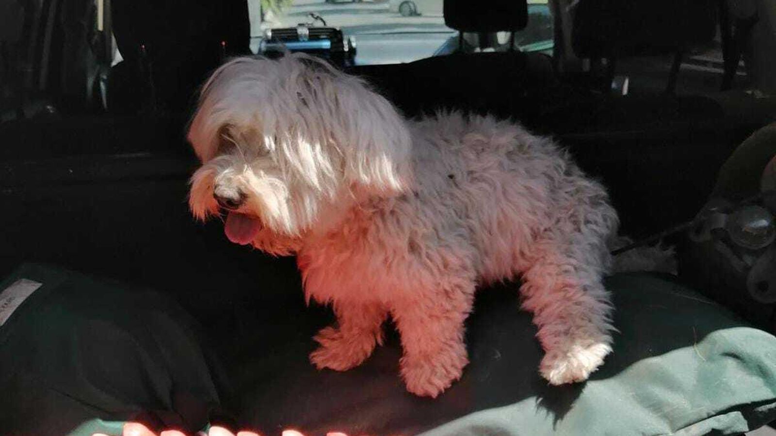 El perro recuperado por la Guardia Civil en Sevilla.