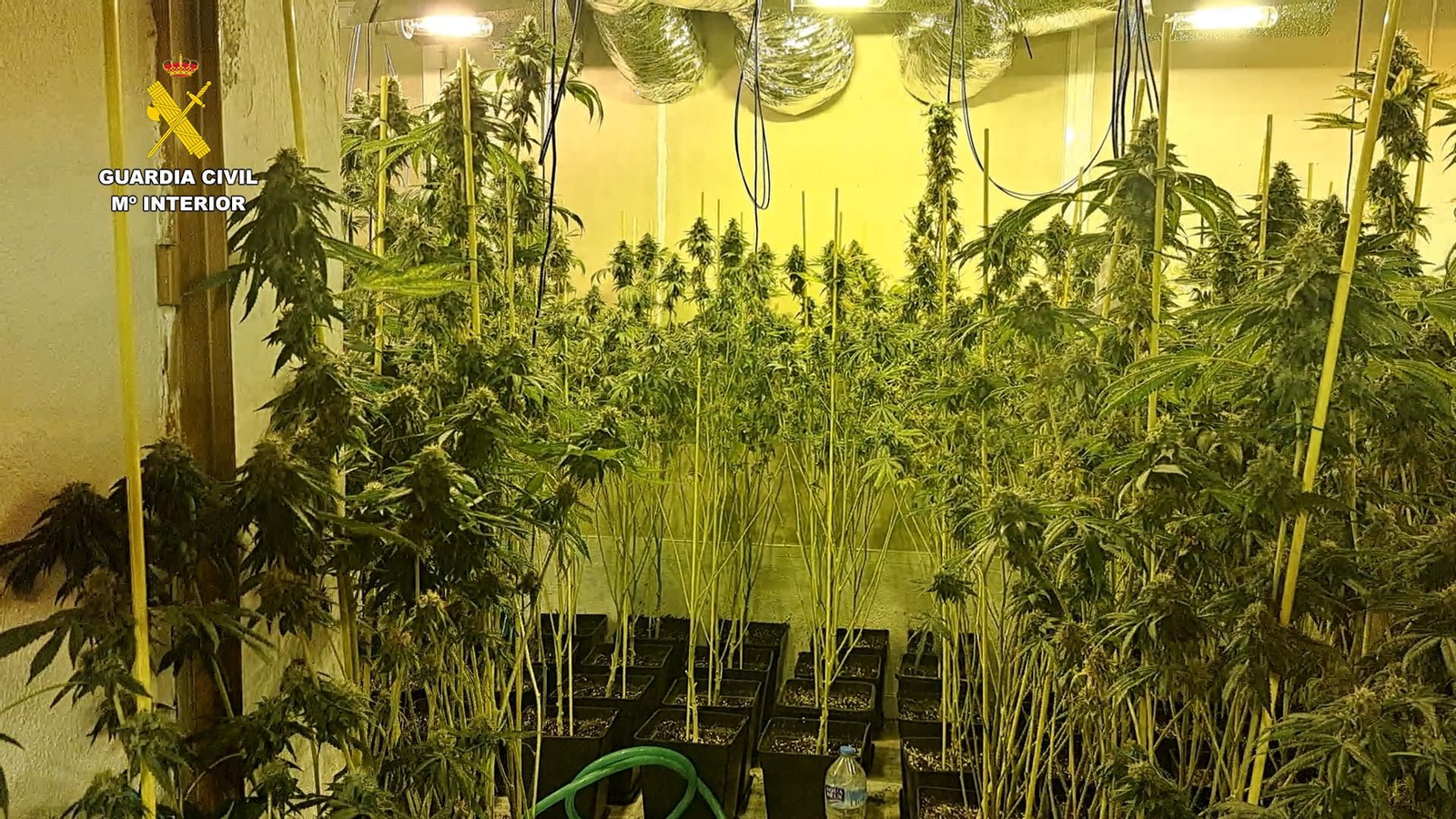 Plantación de marihuana desmantelada en Bujalance.