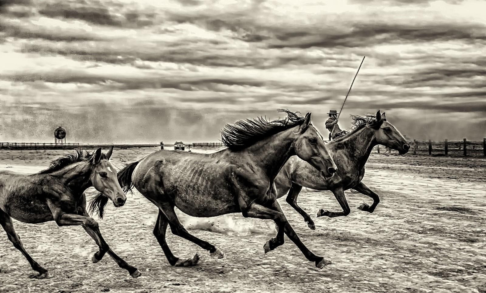 Adolfo Olmedo ha sabido captar con la maestría que posee, esta tradición centenaria que ahora ha sido plasmada en un libro.