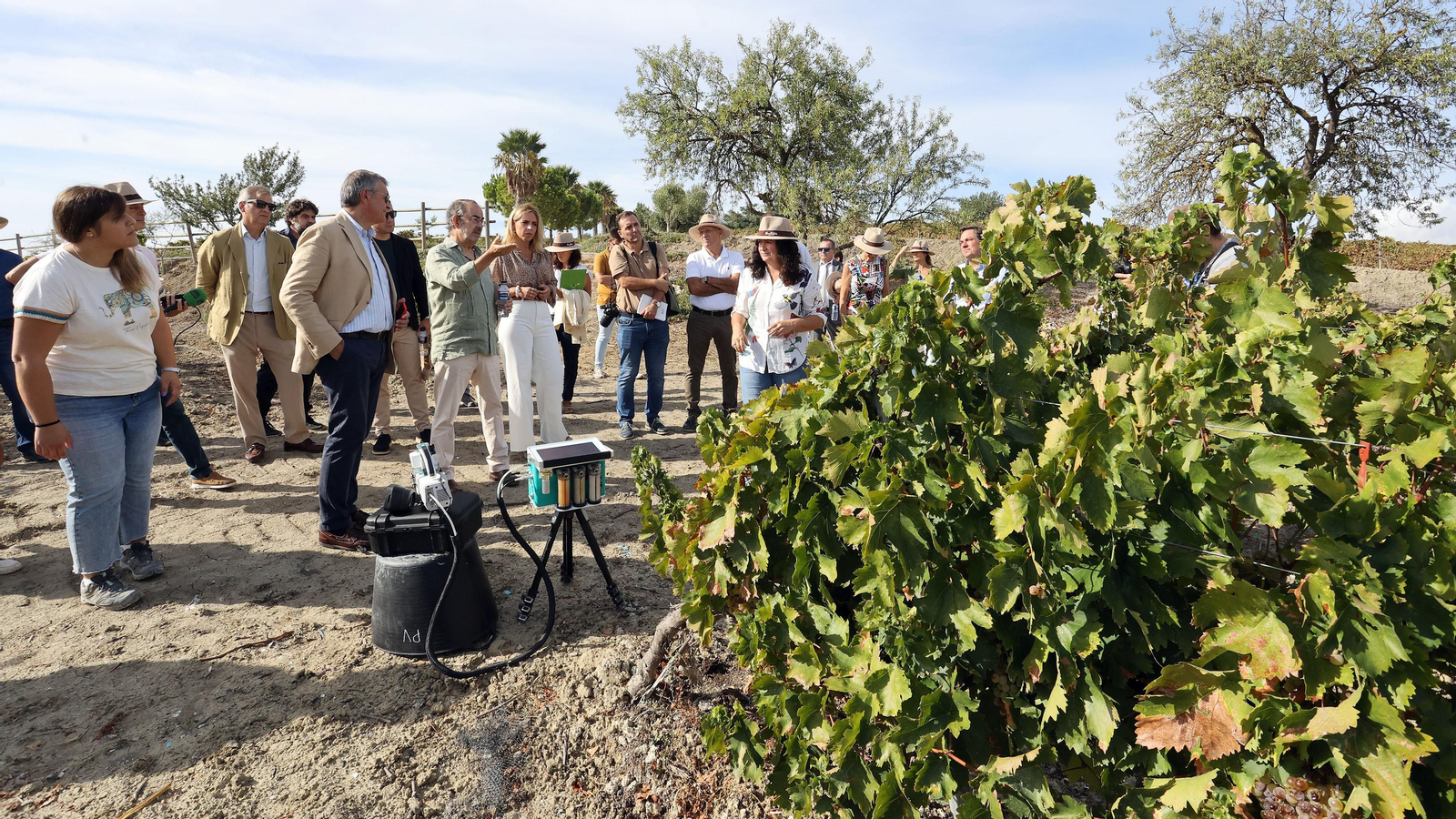 Vinos ecológicos con uva Pedro Ximénez
