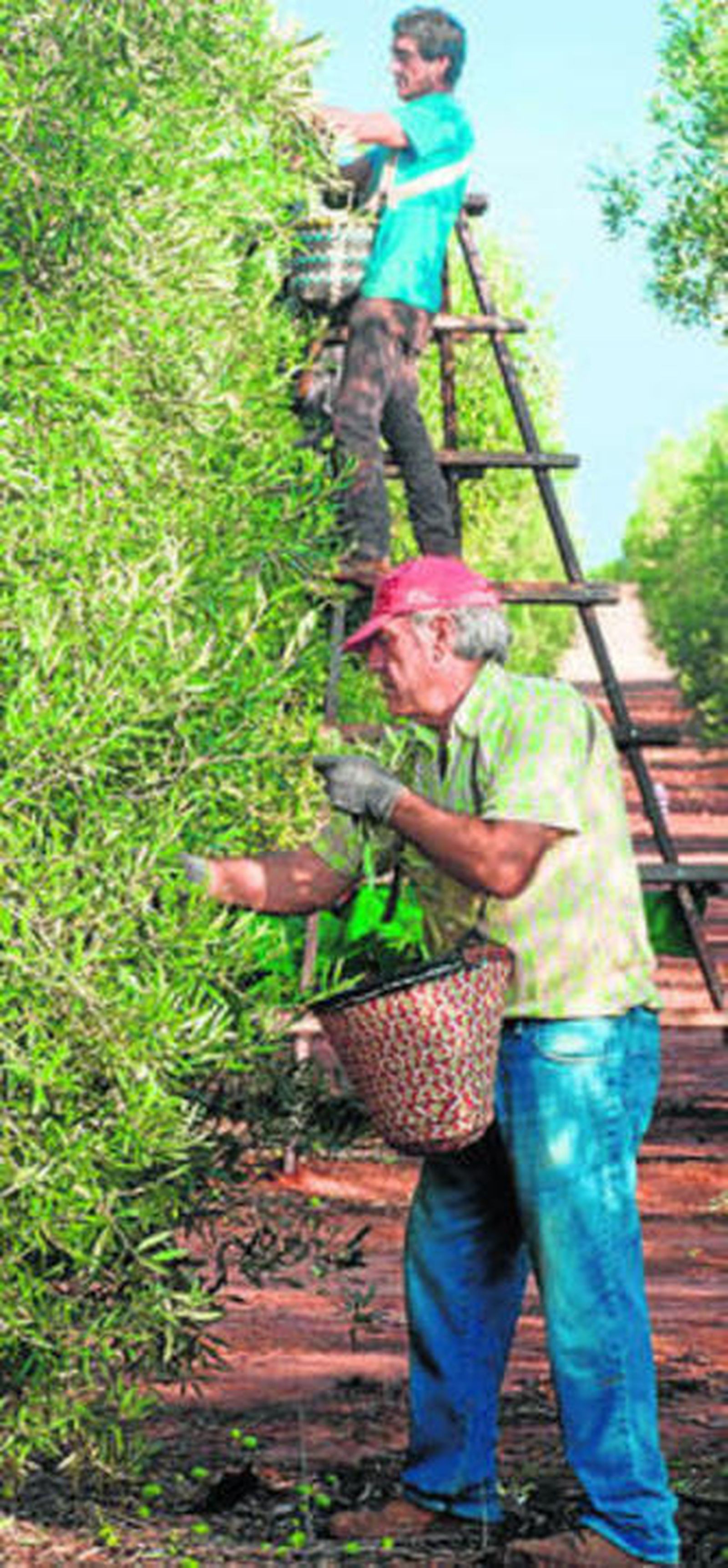 La mayor parte de esta aceituna se recoge a mano.