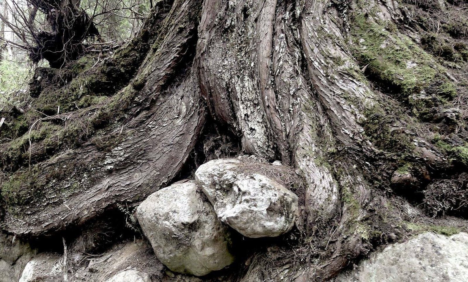 Raíces al aire. Camino del agua el Delirio. Bogotá.