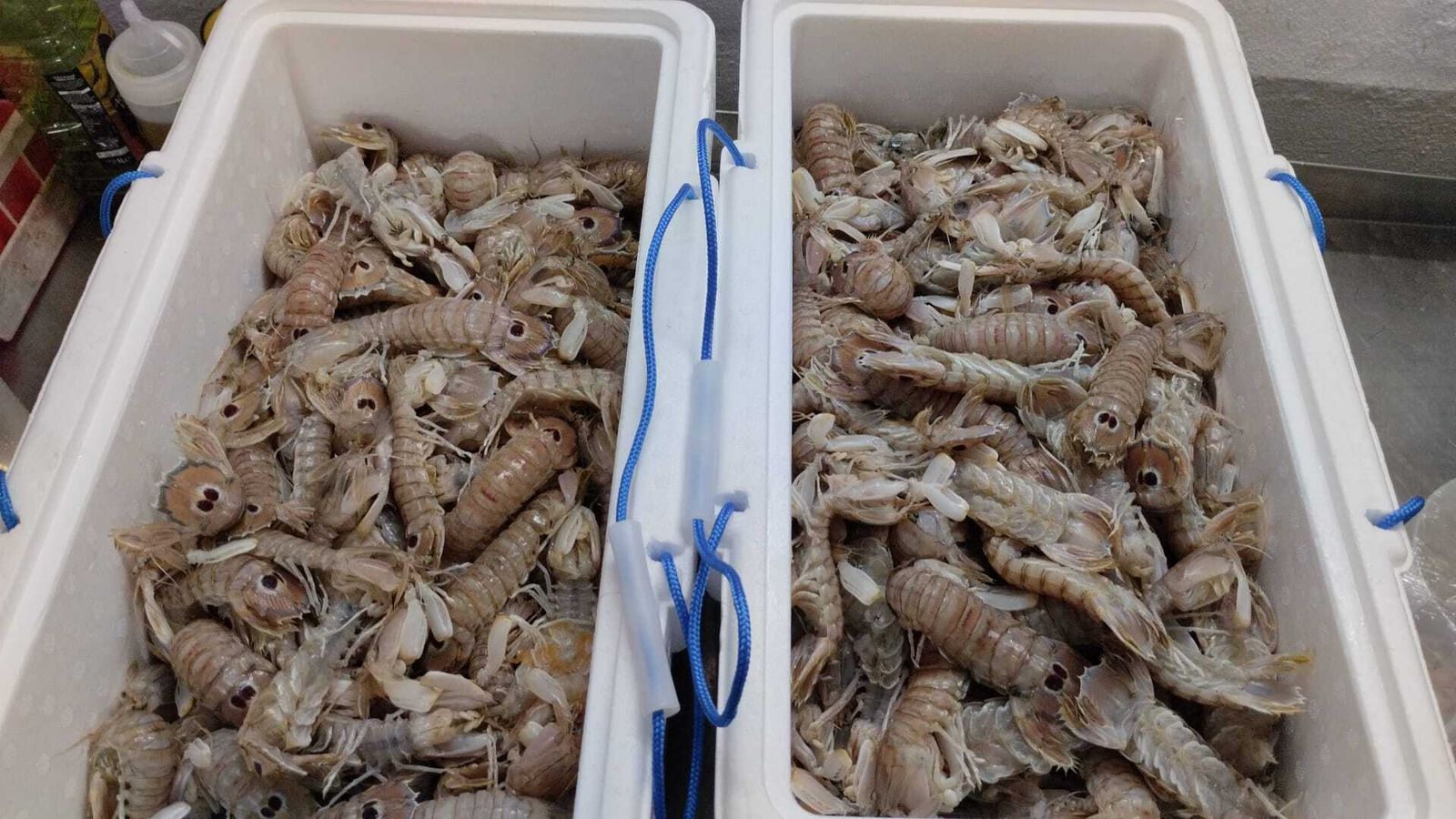 Galeras cocidas para su degustación maridadas con mosto.