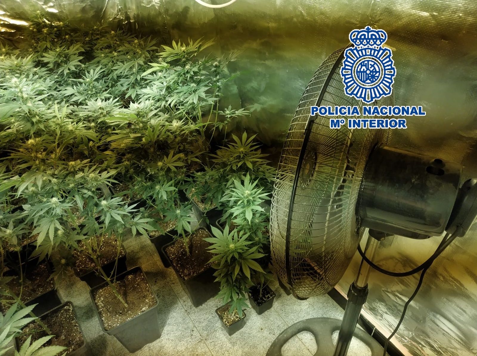 Un  ventilador y plantas de marihuana encontradas en un piso de Palma-Palmilla