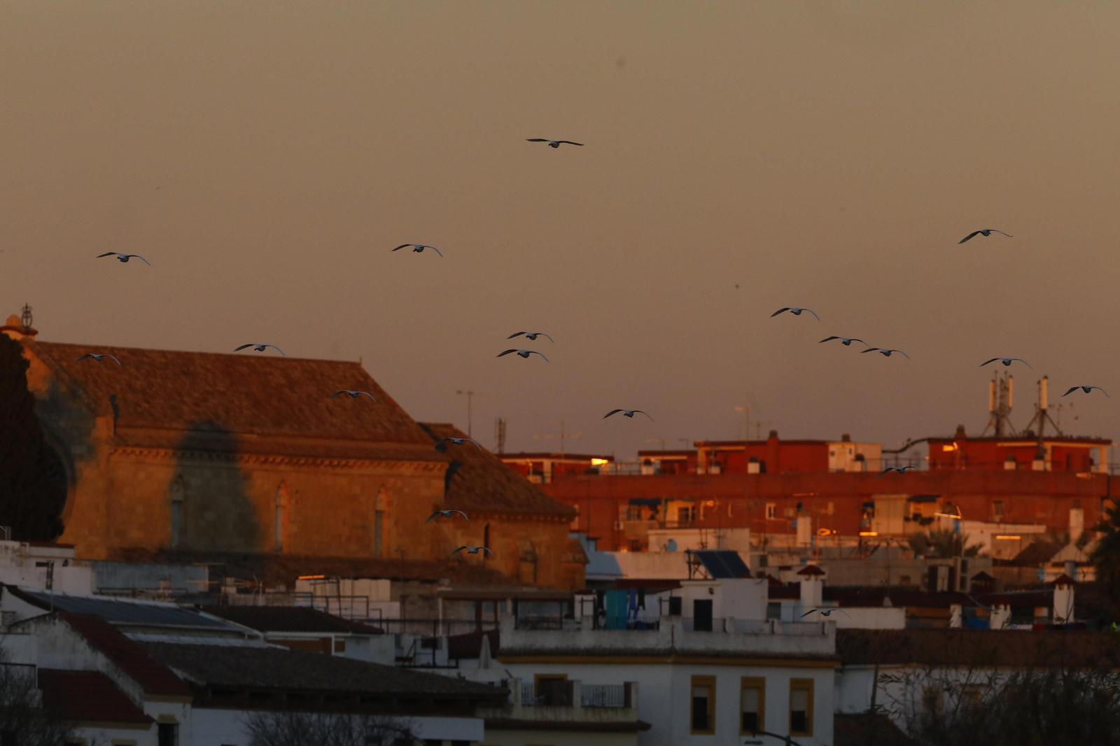 Las aves que habitan en Los Sotos de la Albolafia de Córdoba, en fotografías