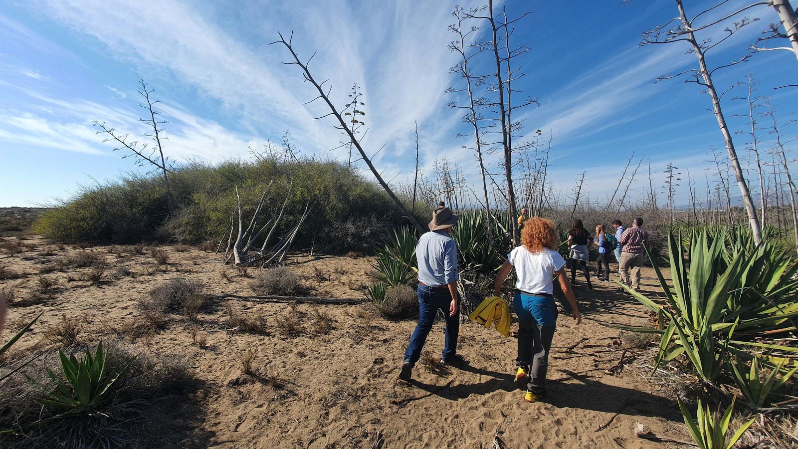 Un gran azufaifo, la planta que retiene carbono y es vital para compatir el cambio climático.