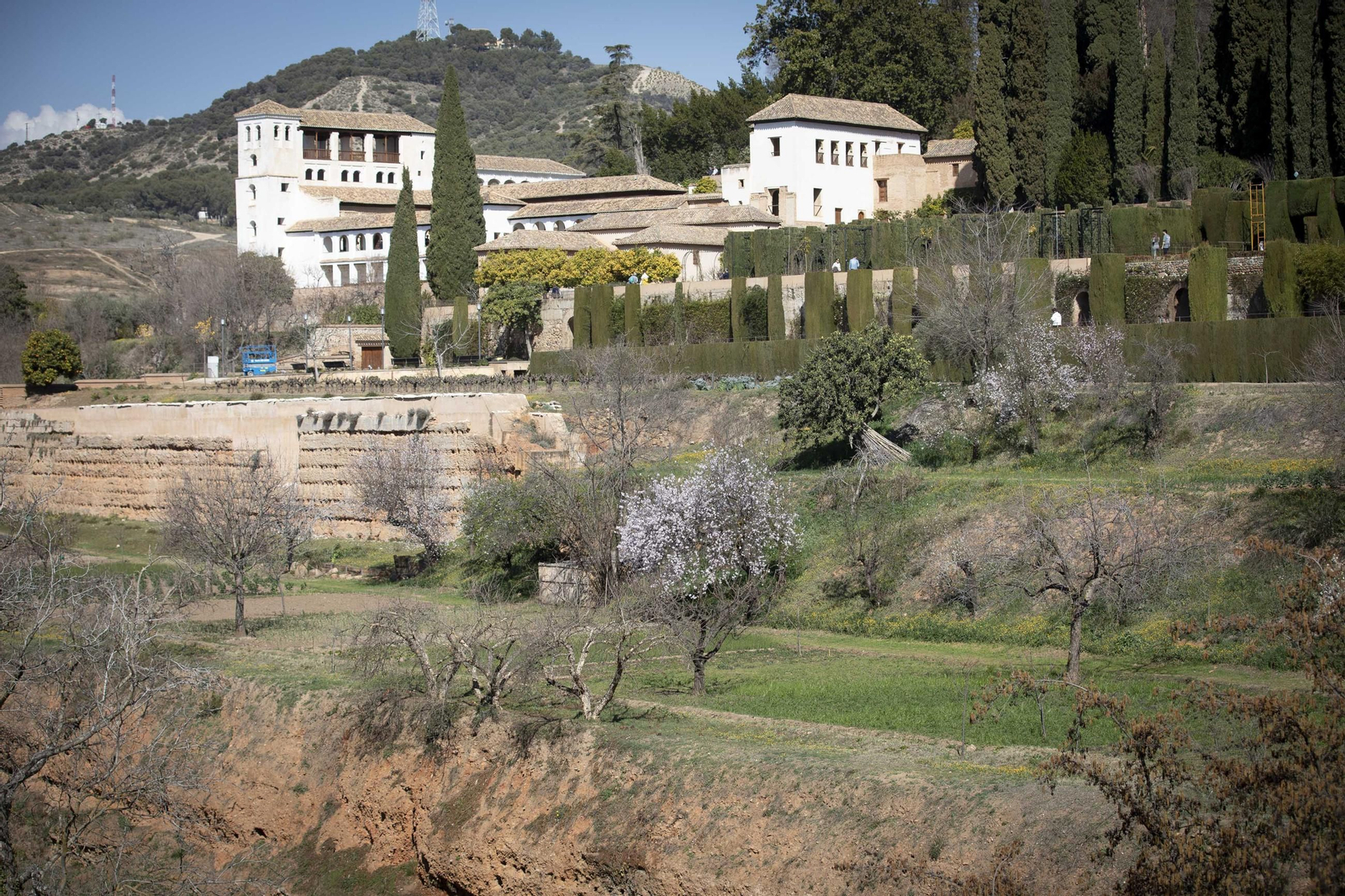 La Alhambra en flor...de invierno: las imágenes