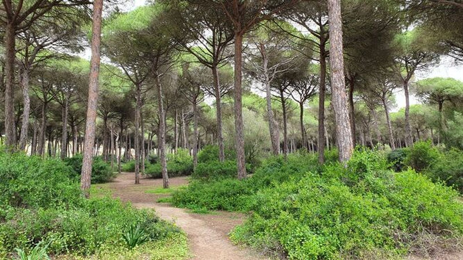 El pinar de las Dunas de San Antón, en El Puerto de Santa María.
