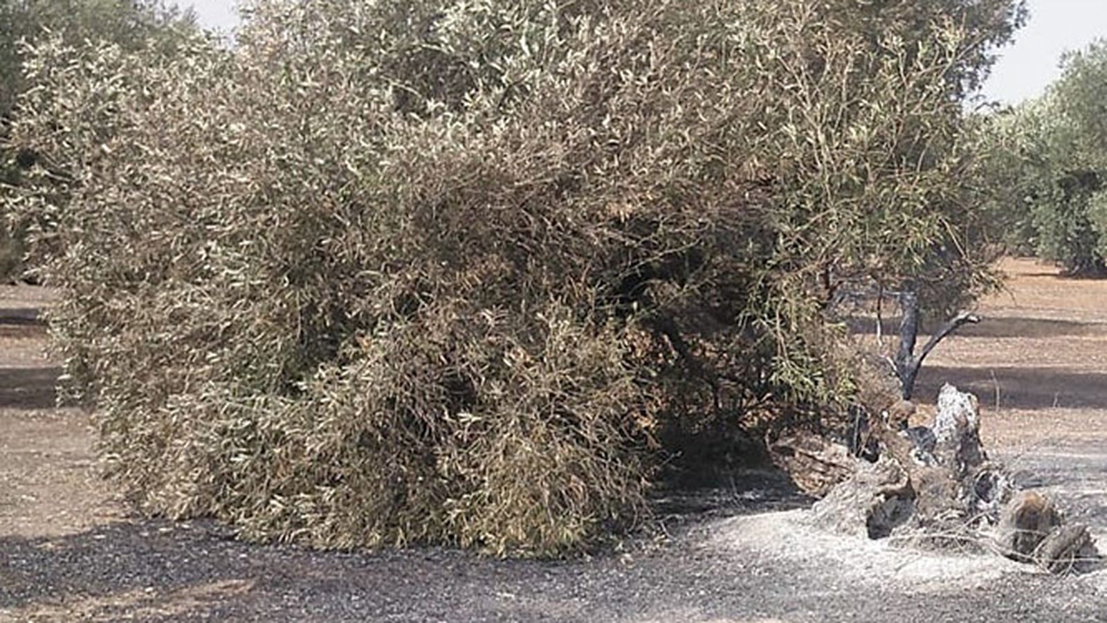 Un olivo quemado en un incendio.