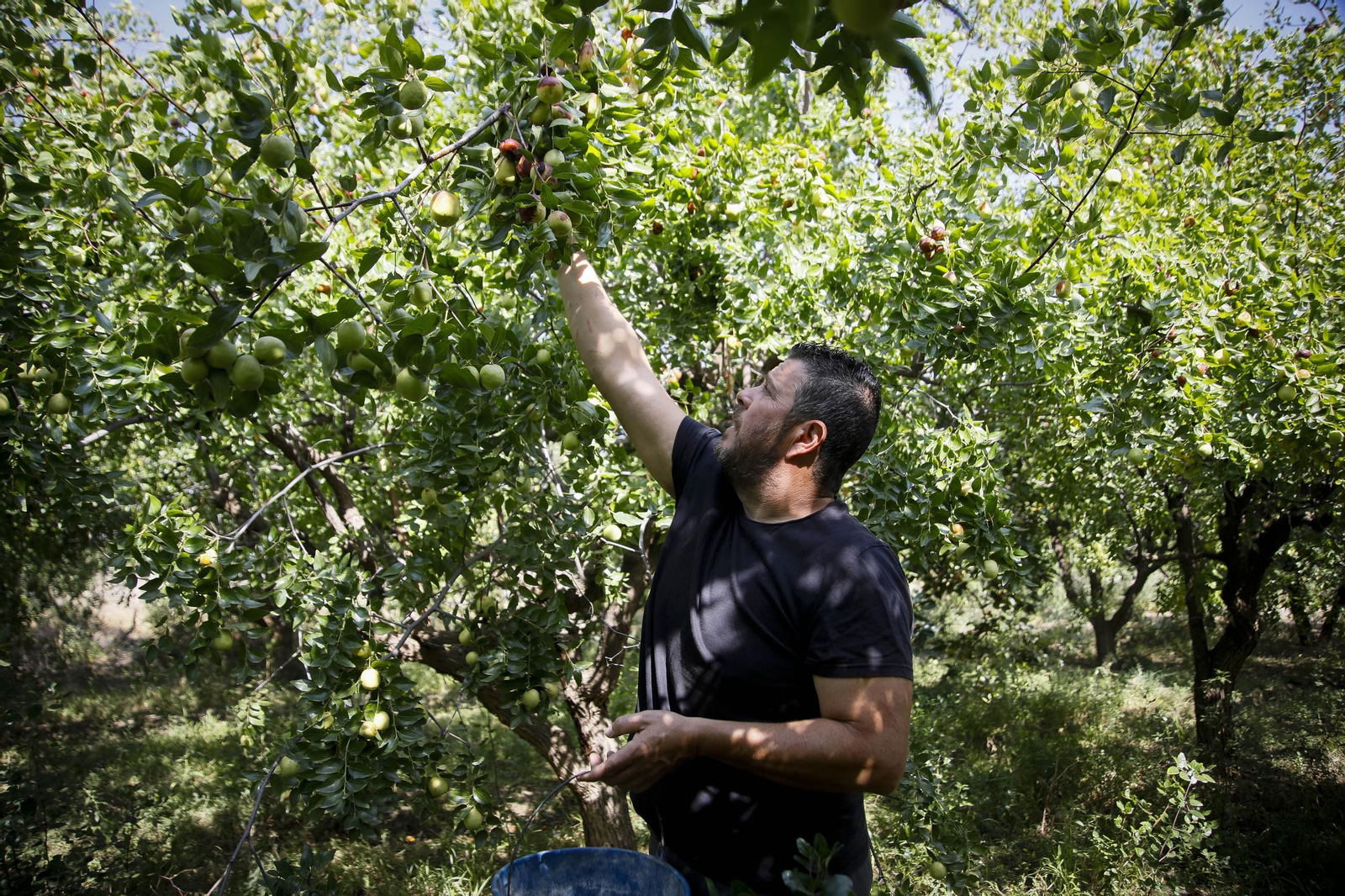 Imágenes del cultivo de azufaifas en Abrucena