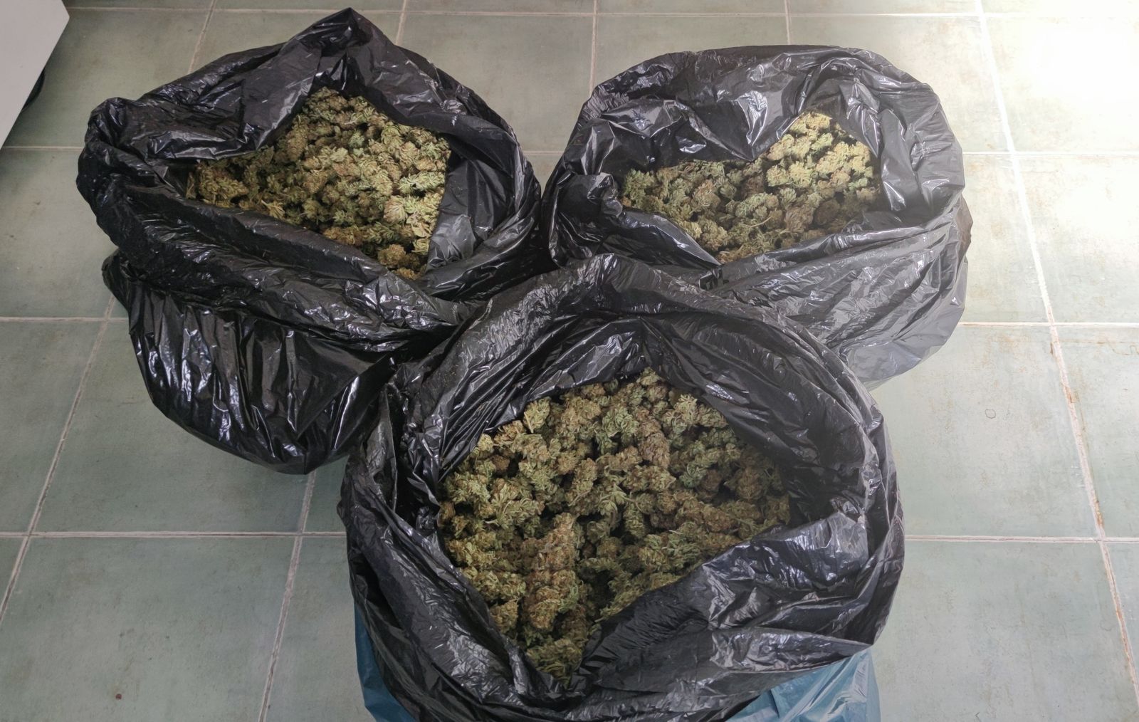 Desmantelada una banda que vendía marihuana en Peñaflor y Lora del Río