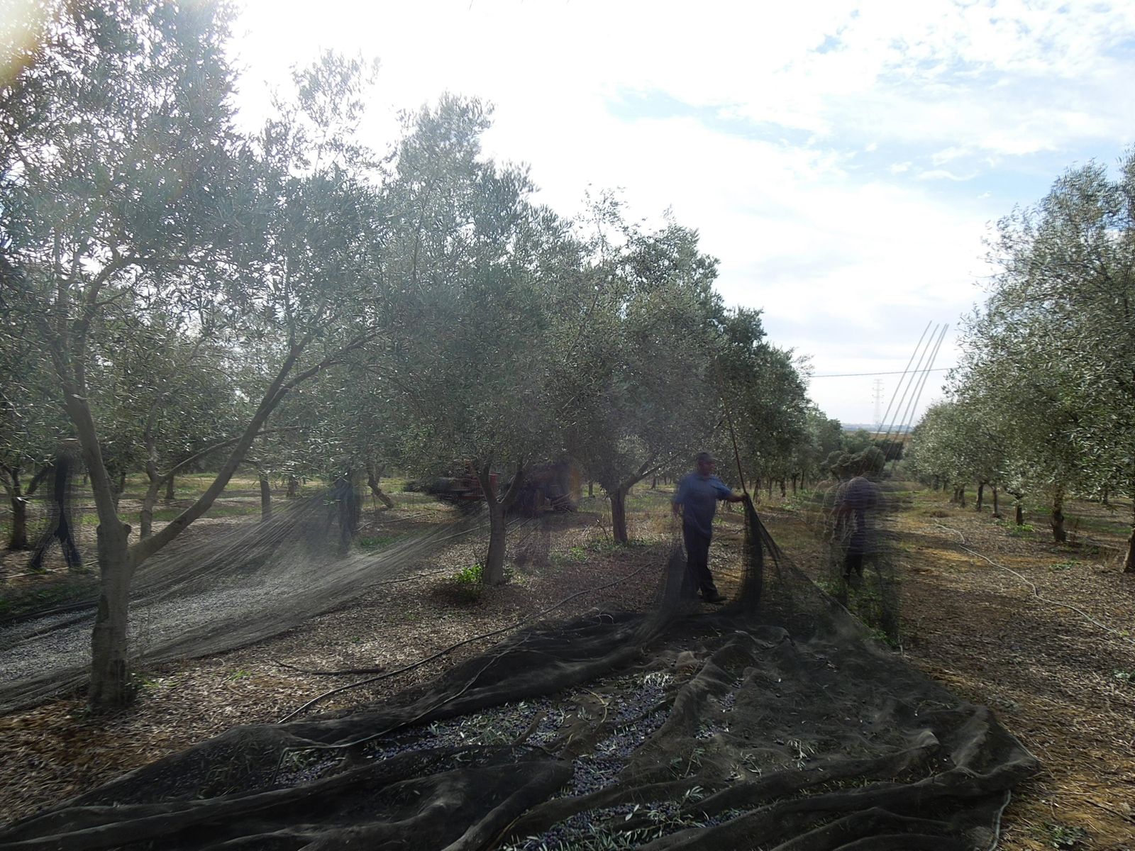 Recogida de aceituna en una finca de la provincia onubense.